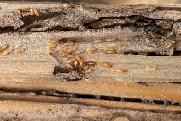Best Best Pest Control Companies  in Edison, GA