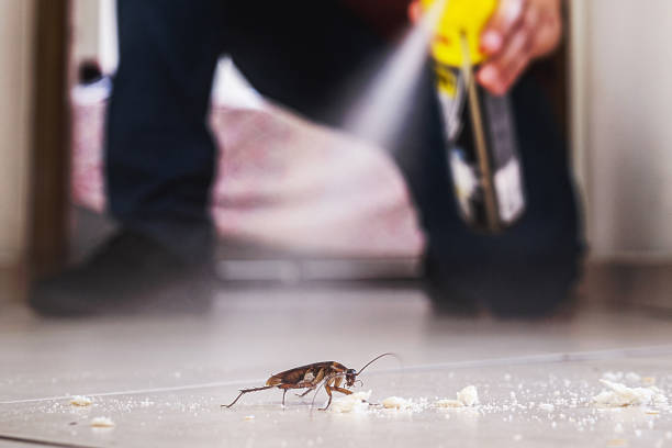 Best Rat Extermination Near Me  in Edison, GA