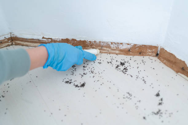 Best Termite Control Services  in Edison, GA